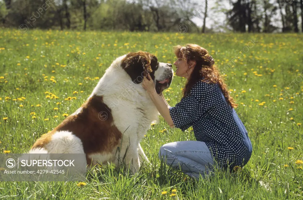 young women and Saint Bernard dog - on meadow
