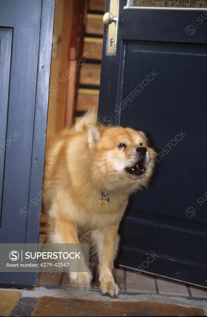 watchdog : Eurasier standing at the door - barking