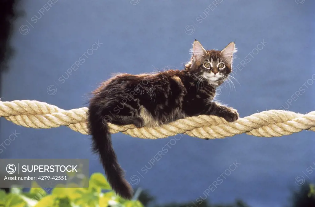 Maine Coon on a rope