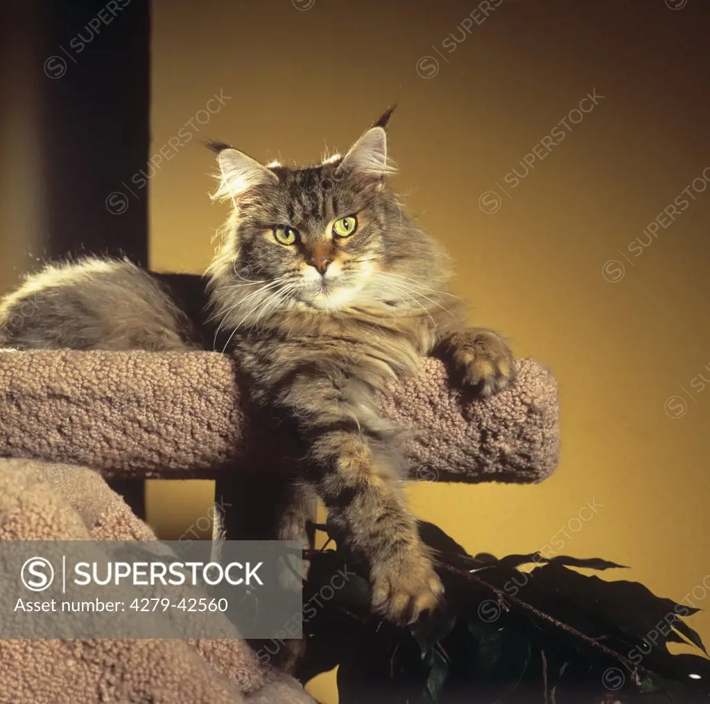 Maine Coon - lying on scratching post