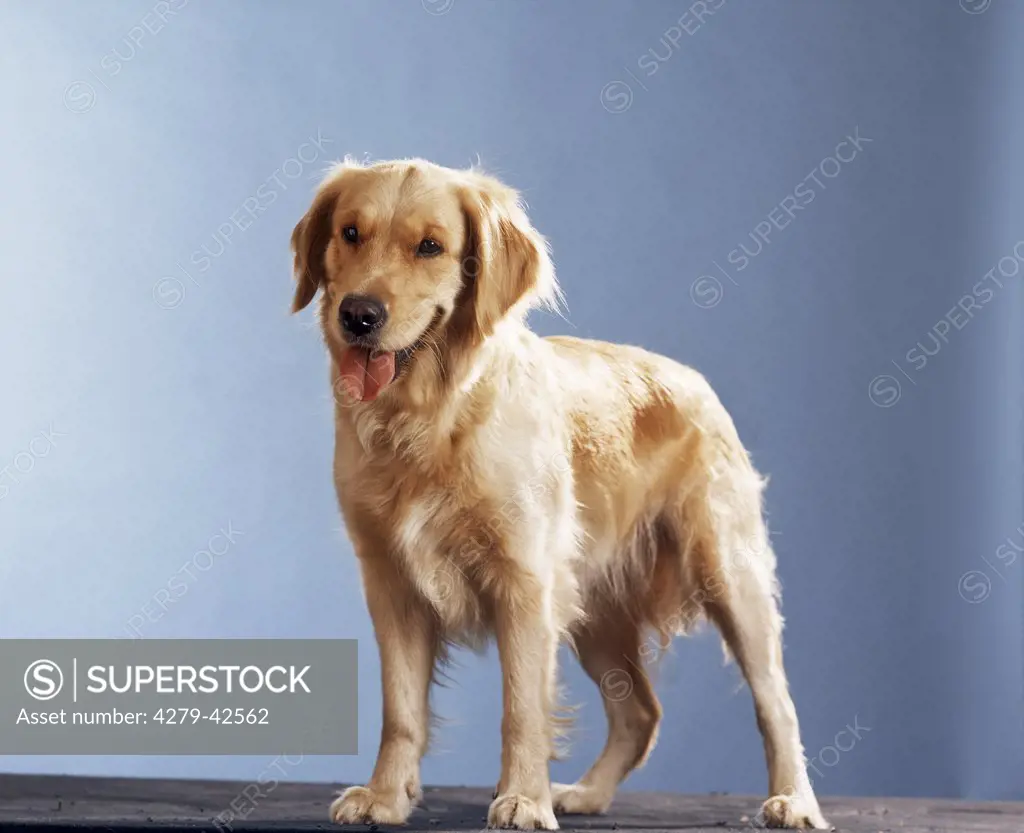 cut-out : dog standing