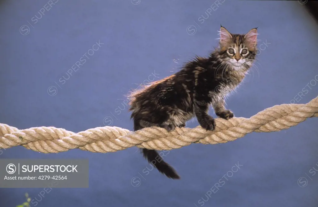 young Maine Coon on a rope