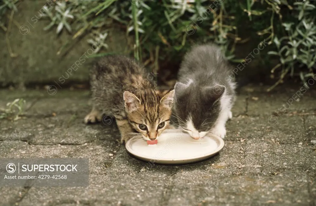 two kitten with milk