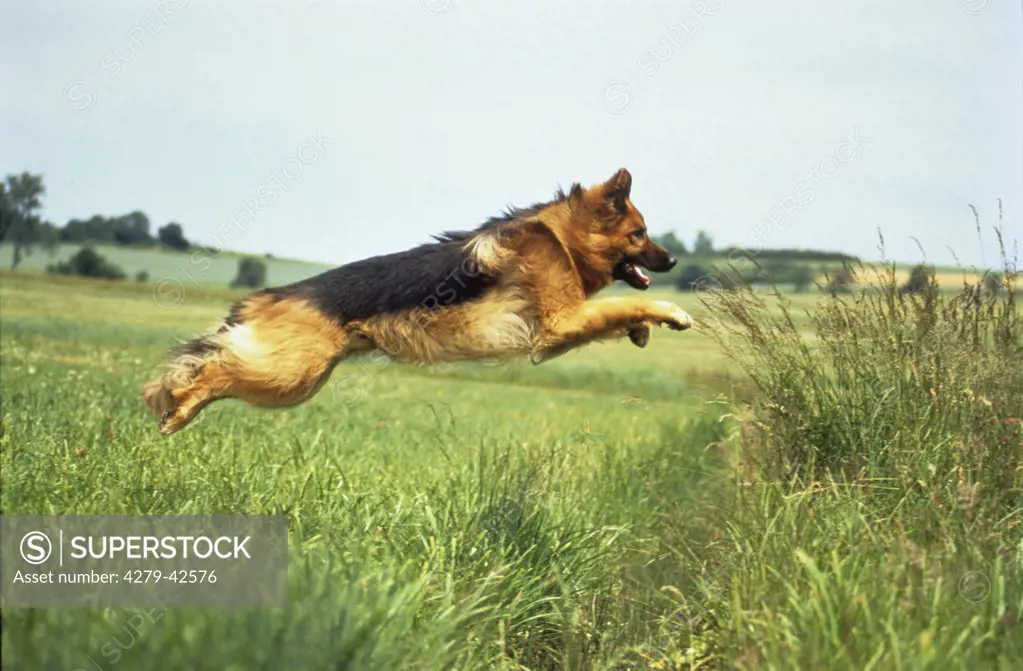 Old German Shepherd Dog - jumping over ditch
