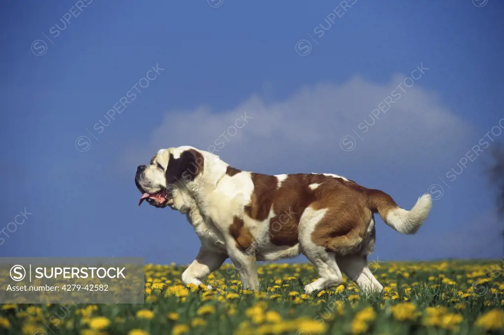 Saint Bernard dog on flower meadow