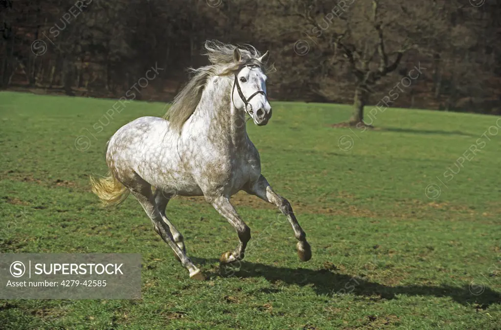 Andalusian horse - galloping on meadow