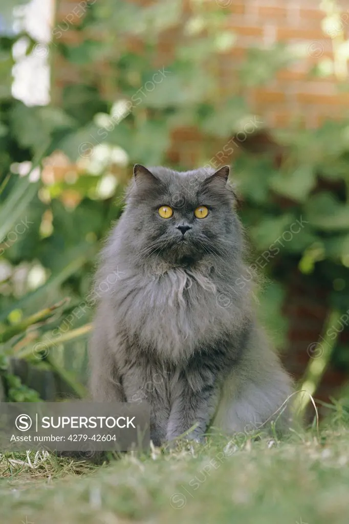 blue Persian Cat sitting in grass