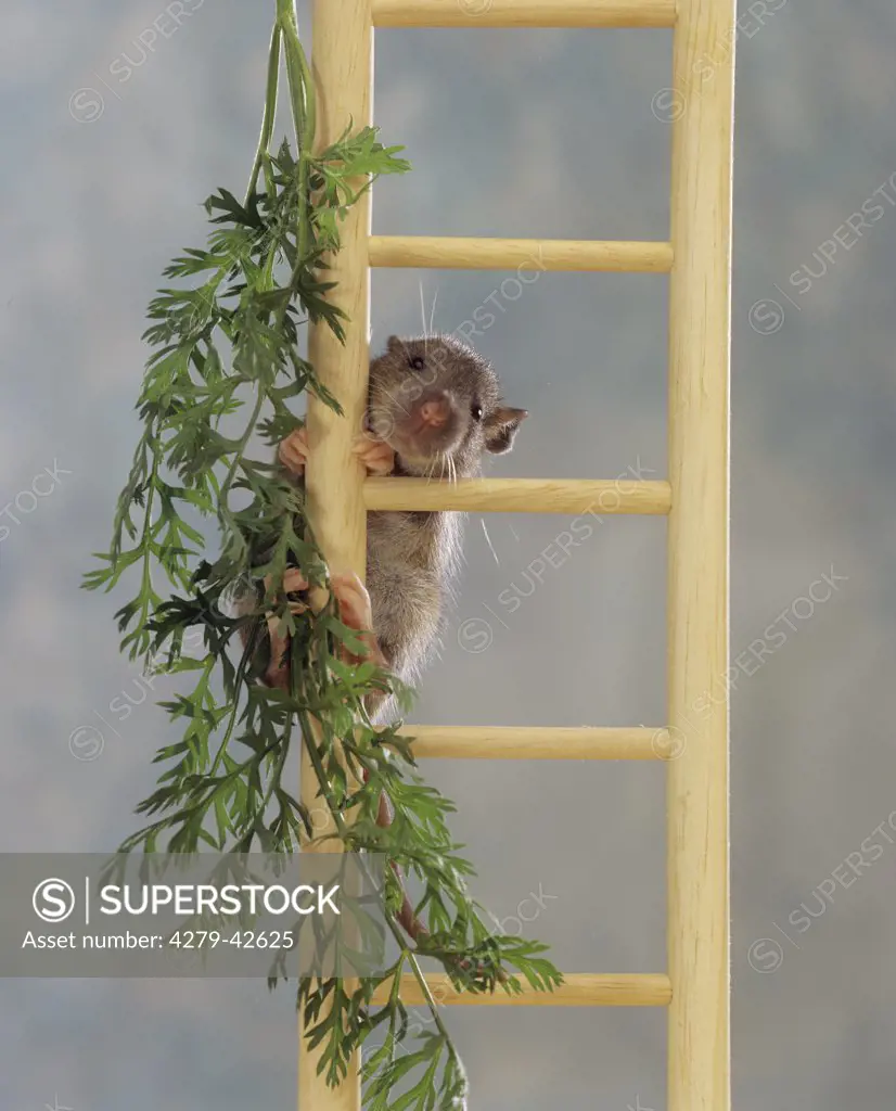 young fancy rat on ladder