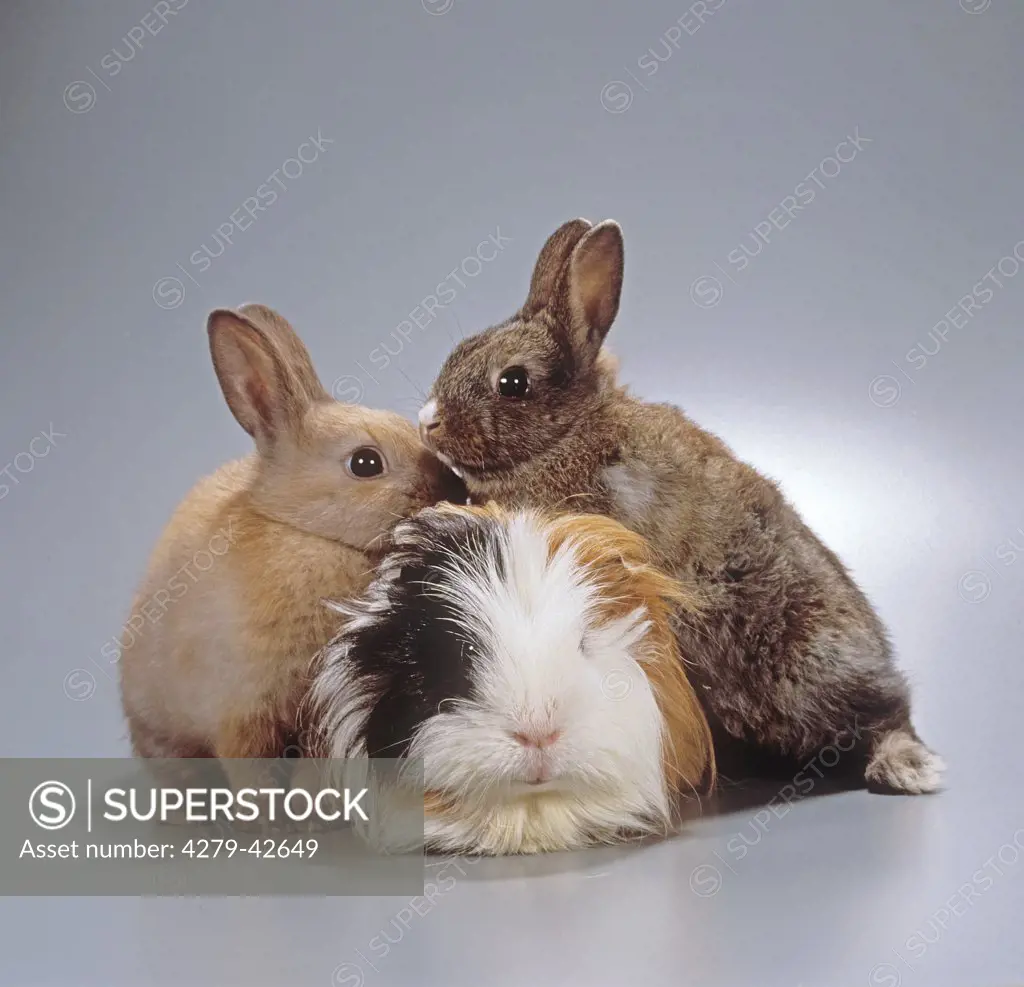 animal friendship: two dwafr rabbits and guinea pig