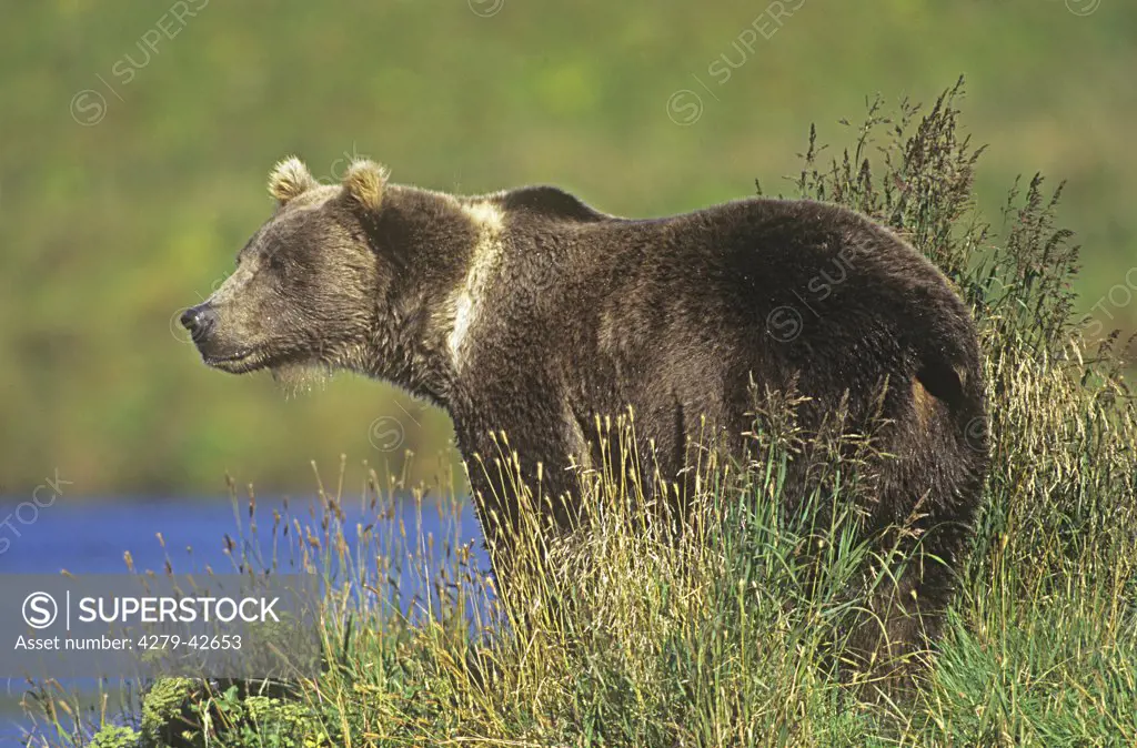 Kodiak bear - standing, Ursus arctos middendorffi