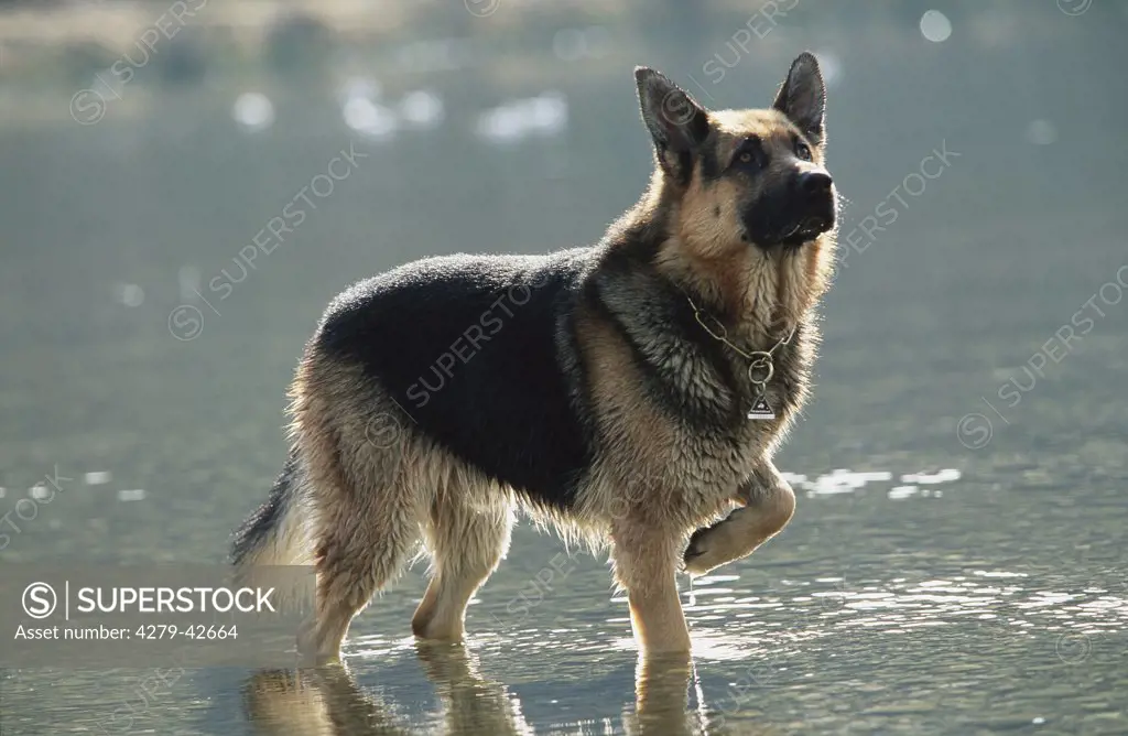 German shepherd in the water