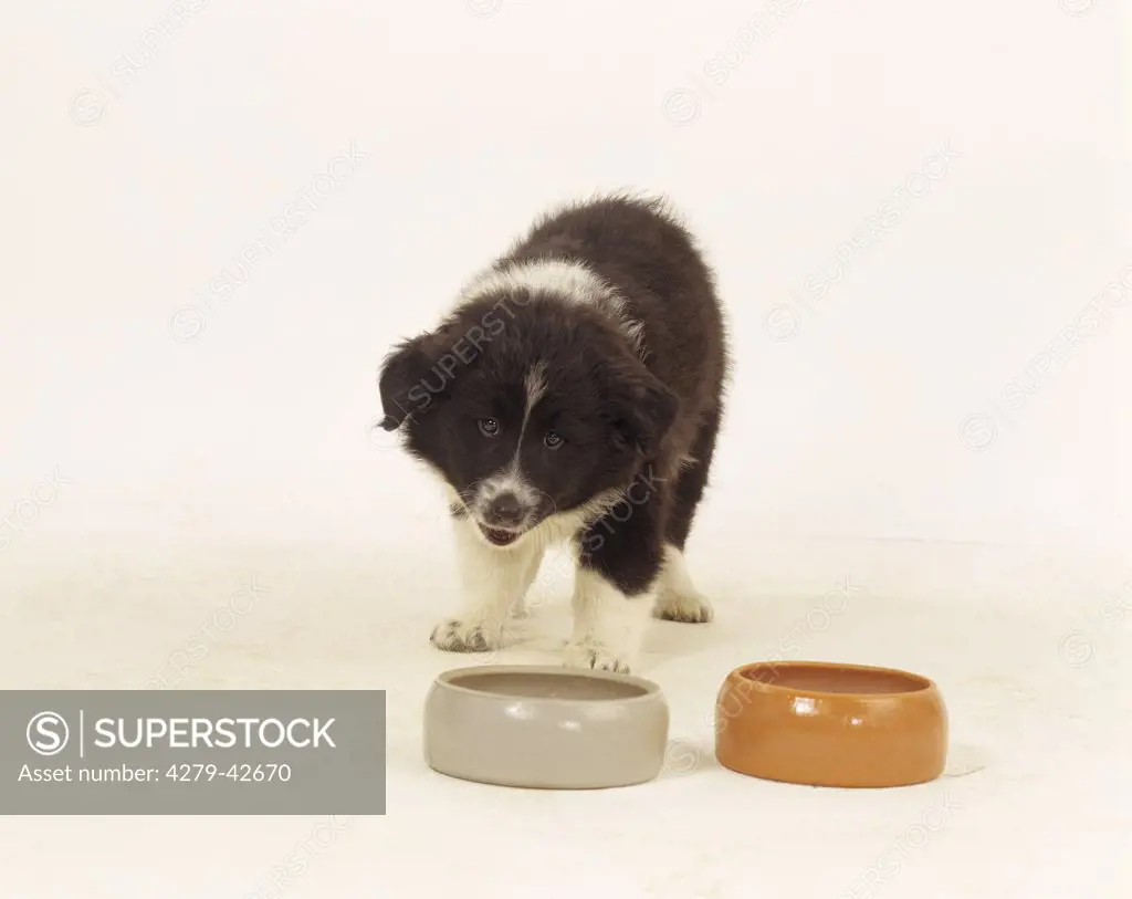 Border Collie dog - puppy at feeding bowl