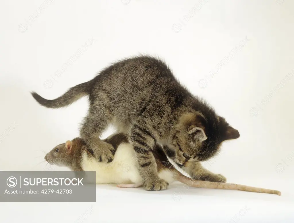 animal friendship : young domestic cat and rat