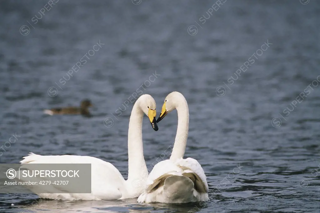 Cygnus cygnus, whooper swan