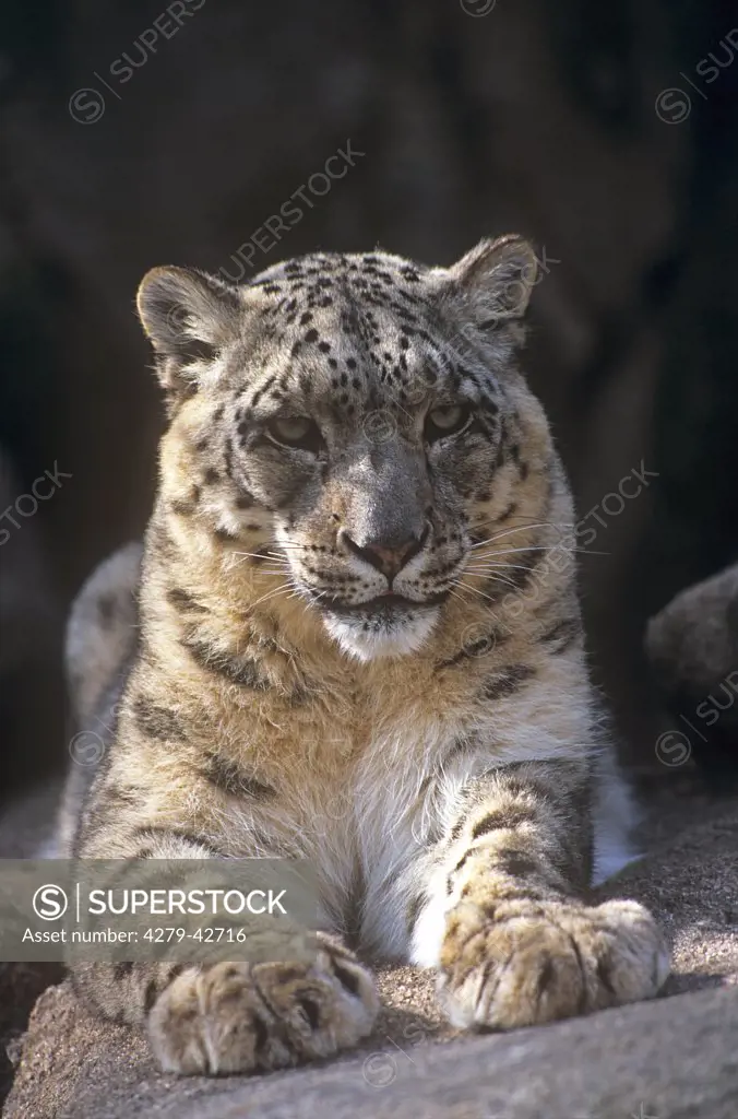 Snow Leopard - lying, Uncia uncia