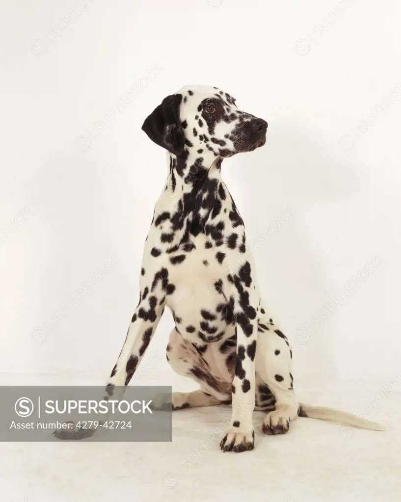 Dalmation sitting frontal