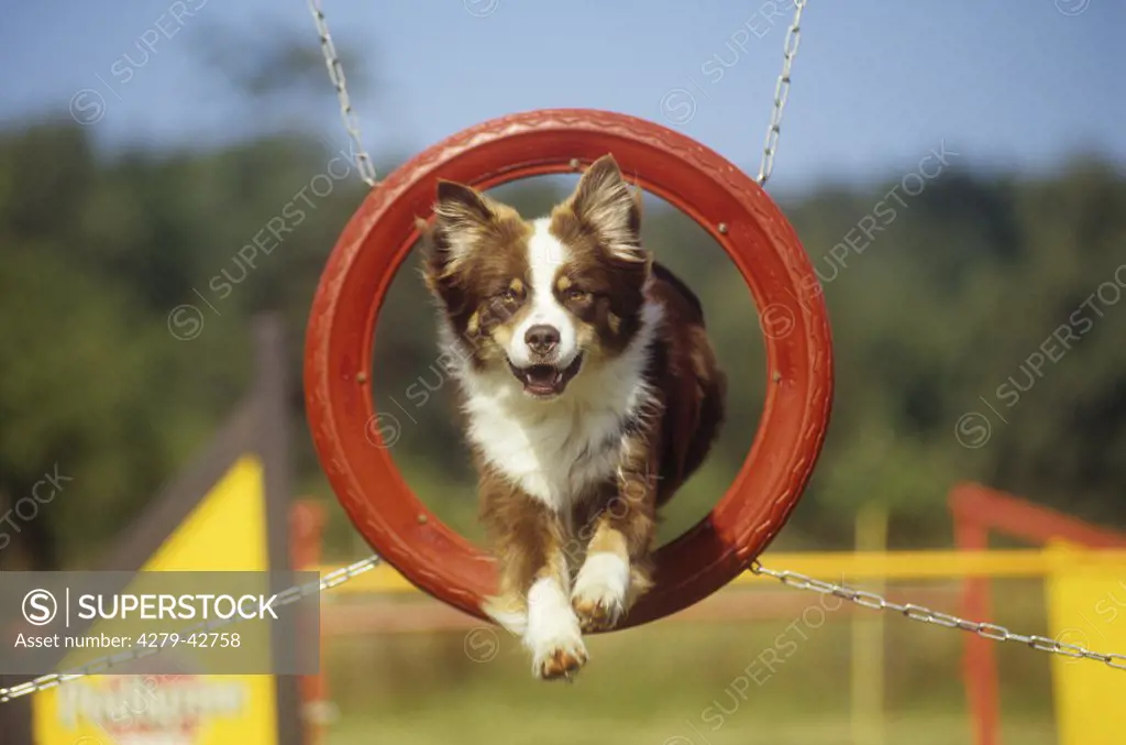 half-breed dog - jumping through tyre