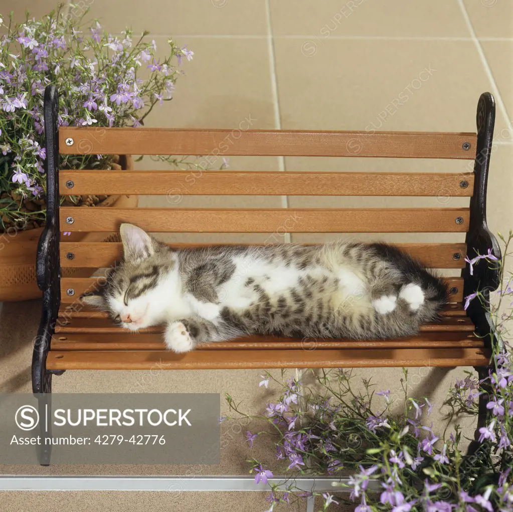 young domestic cat - lying on bench