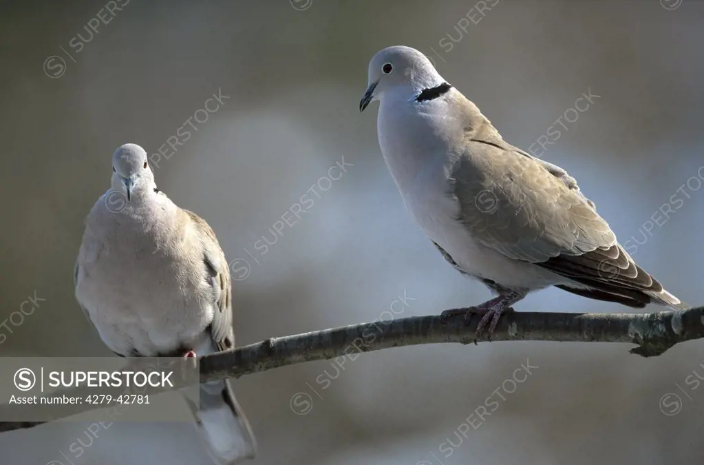 Collared turtle-dove, Streptopelia decaocto