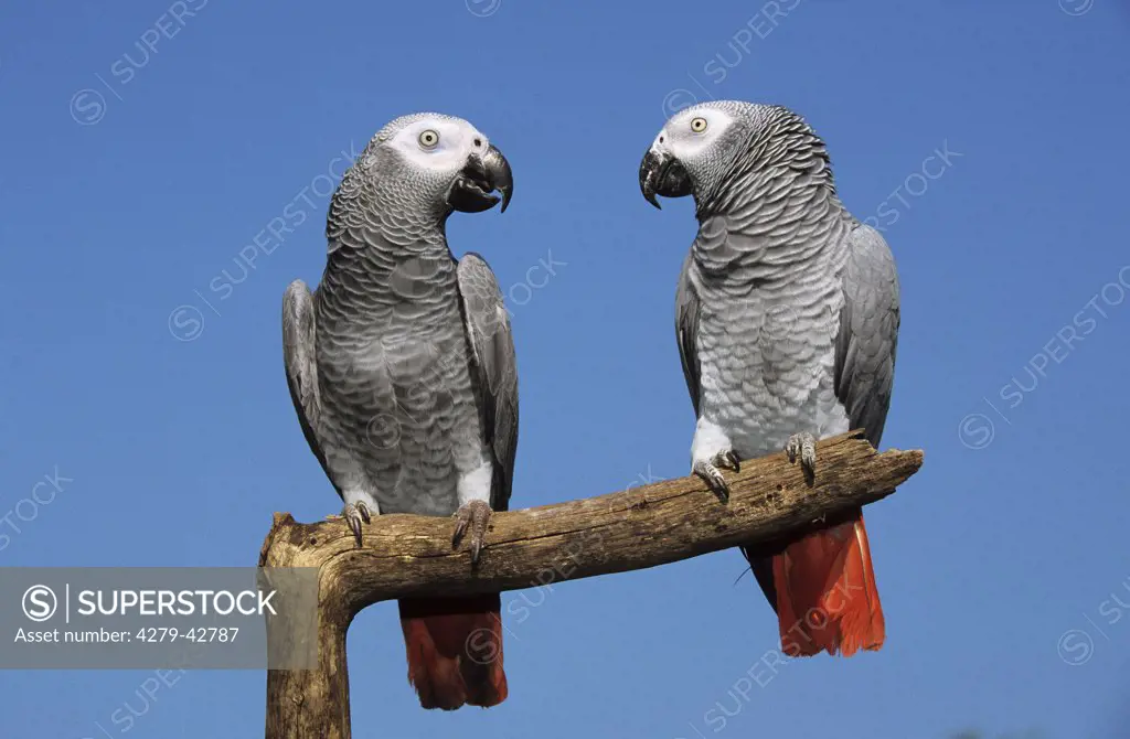Psittacus erithacus, grey parrot