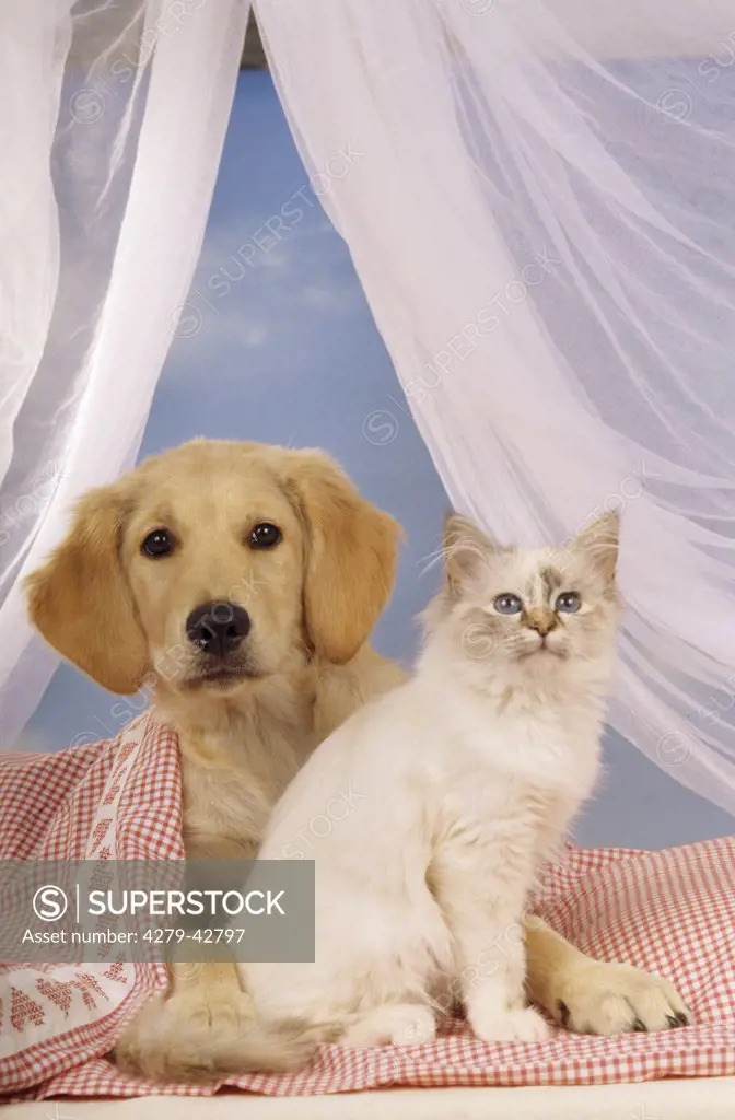 animal-friendship : golden retriever puppy and sacred cat of Burma kitten in bed