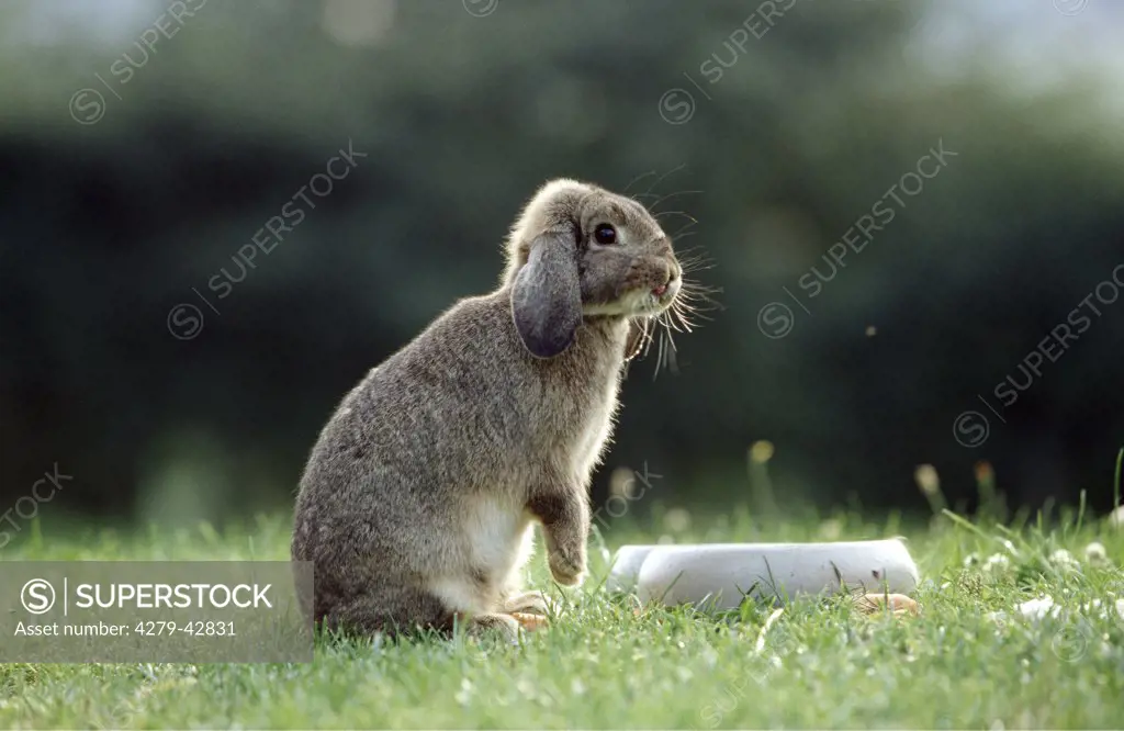 young rabbit on a meadow