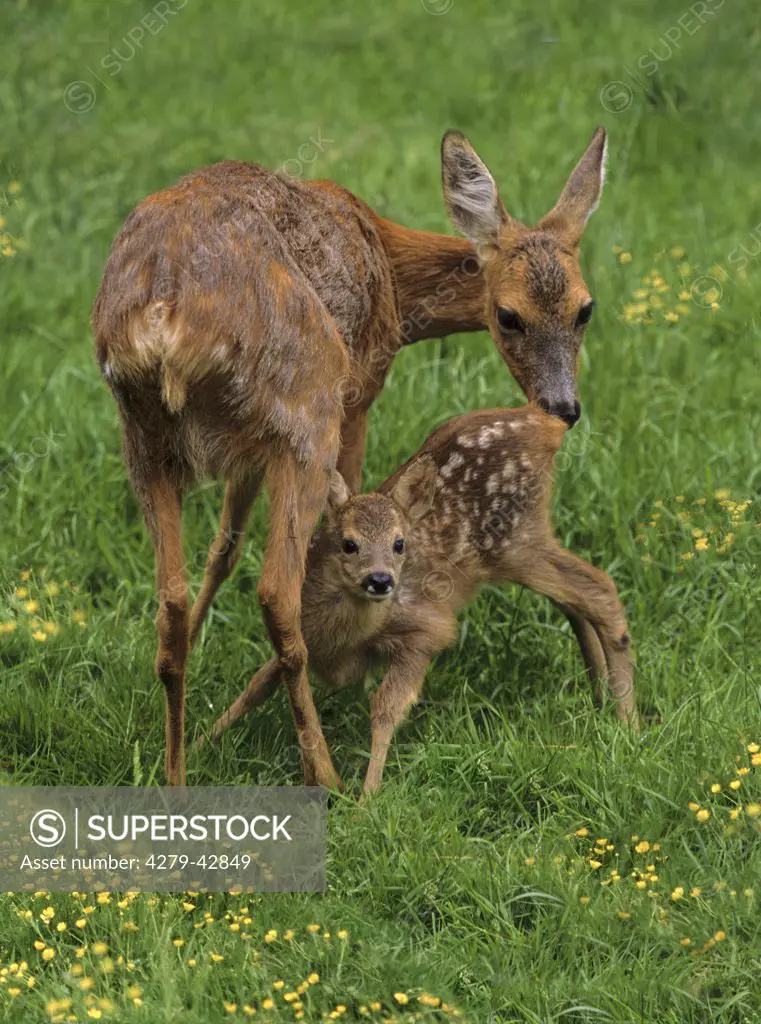 roe deer with cub, Capreolus capreolus