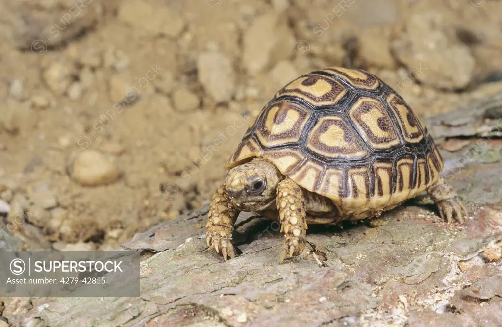 Leopard tortoise, Geochelone paradalis