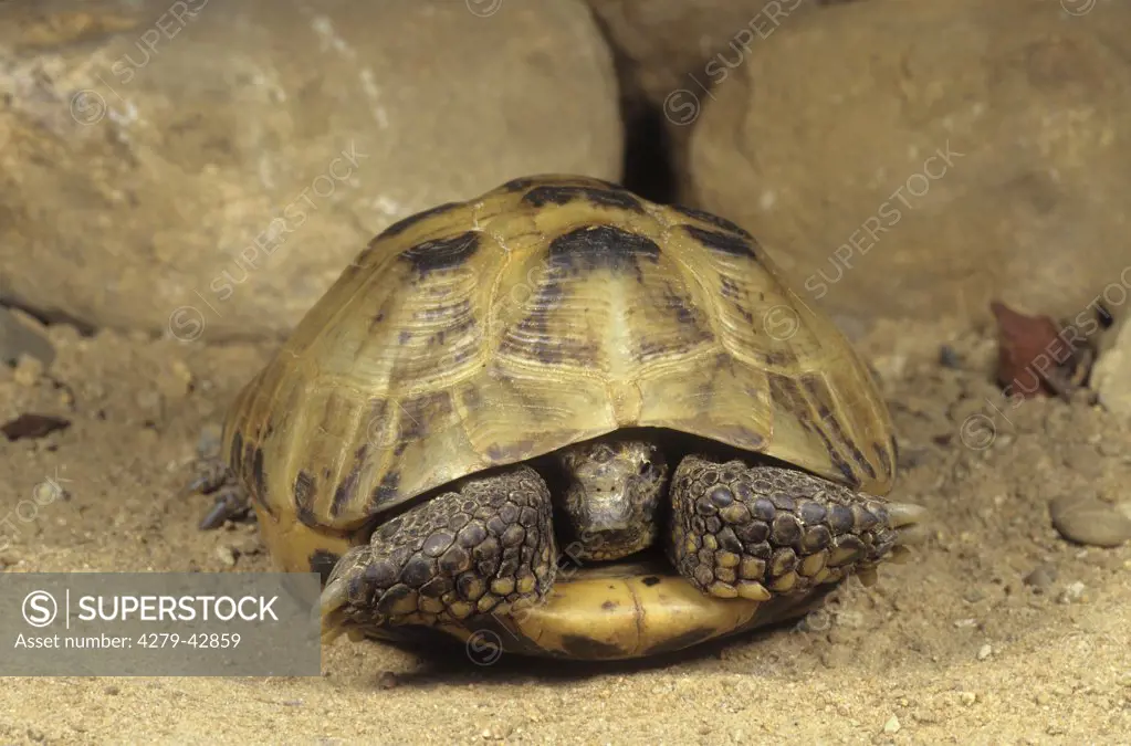 Horsfield's Tortoise - backtracking in shell, Testudo horsfieldii ,