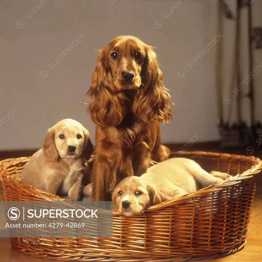 Cocker Spaniel with two half breed puppies in basket