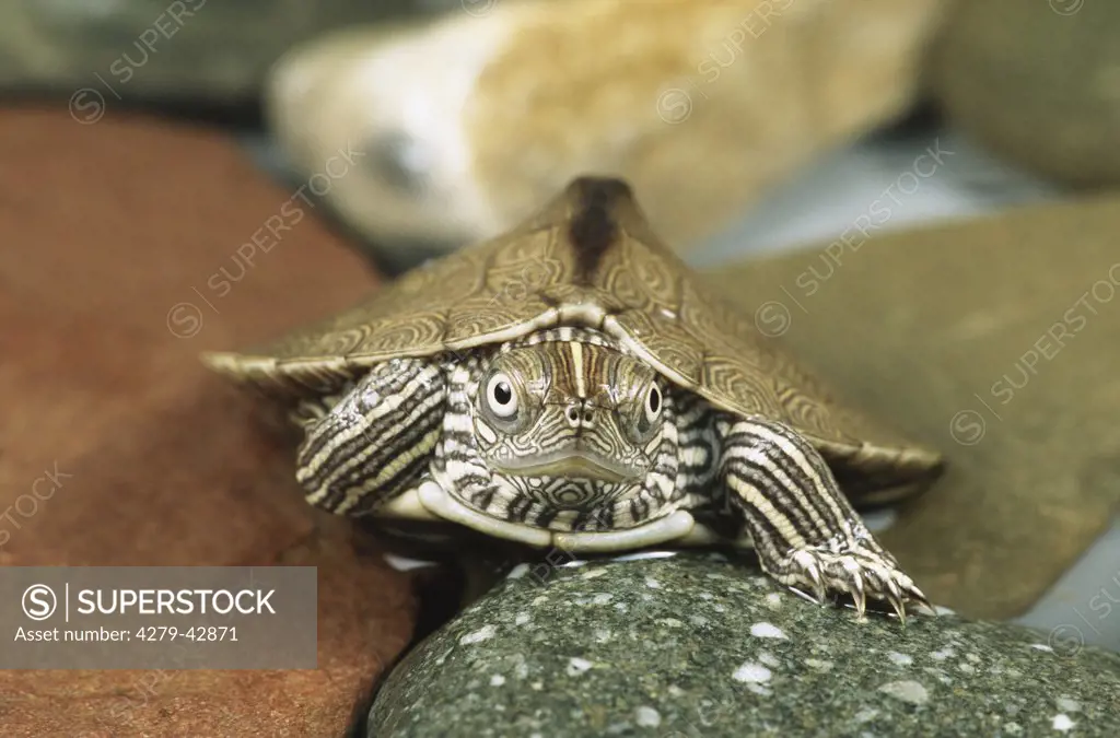 Mississippi map turtle, Graptemys kohnii