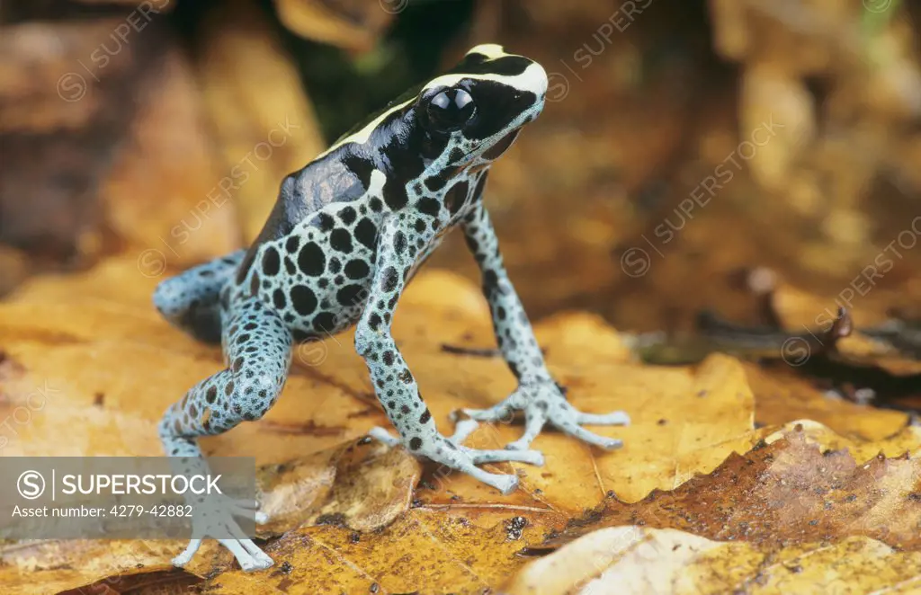 dendrobates tinctorius, dyeing poison-arrow frog