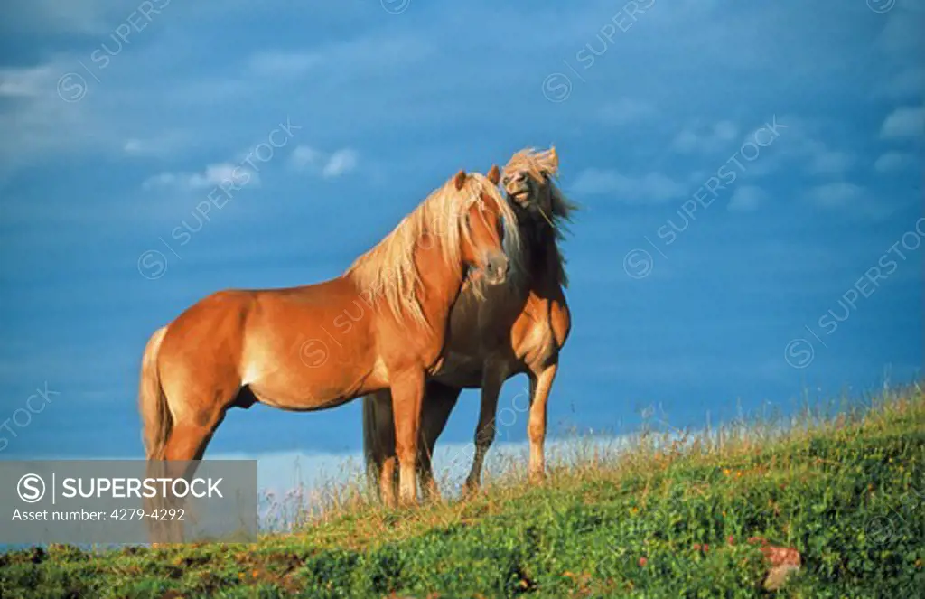 two Haflinger - standing on meadow