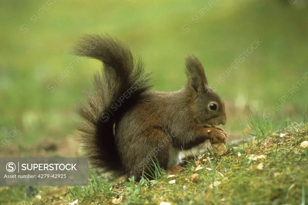 red squirrel - eating, Sciurus vulgaris