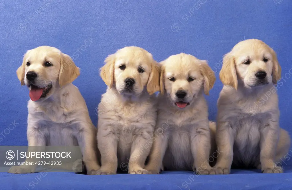 four Golden Retriever puppies - sitting