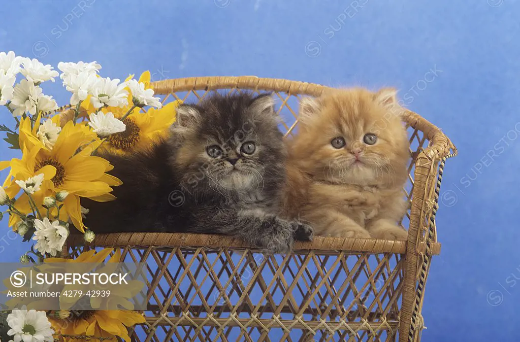 two Persian kittens on bench