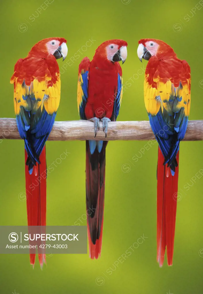 ara macao, scarlet macaw