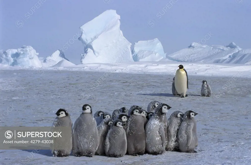 aptenodytes forsteri, emperor penguin