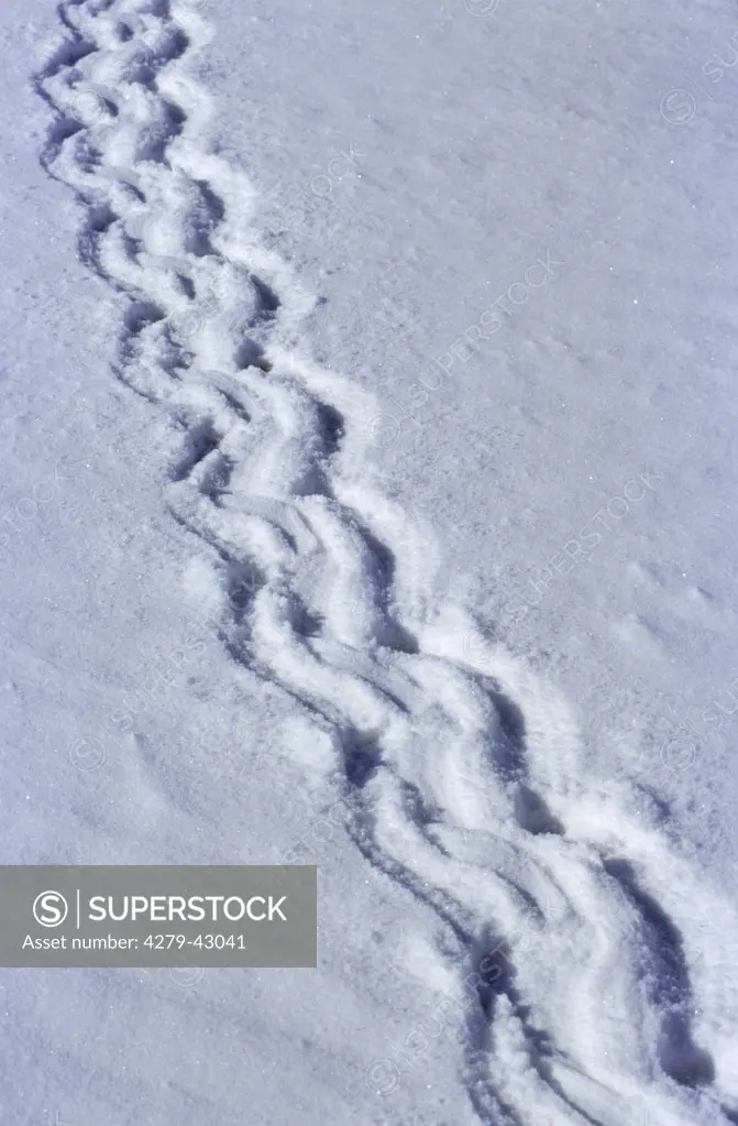 track of a emperor penguin in snow, Aptenodytes forsteri