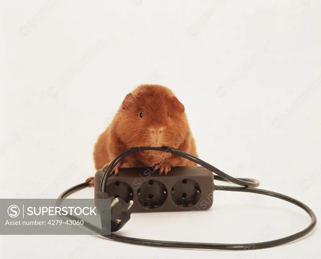guinea pig gnaws on electric cable