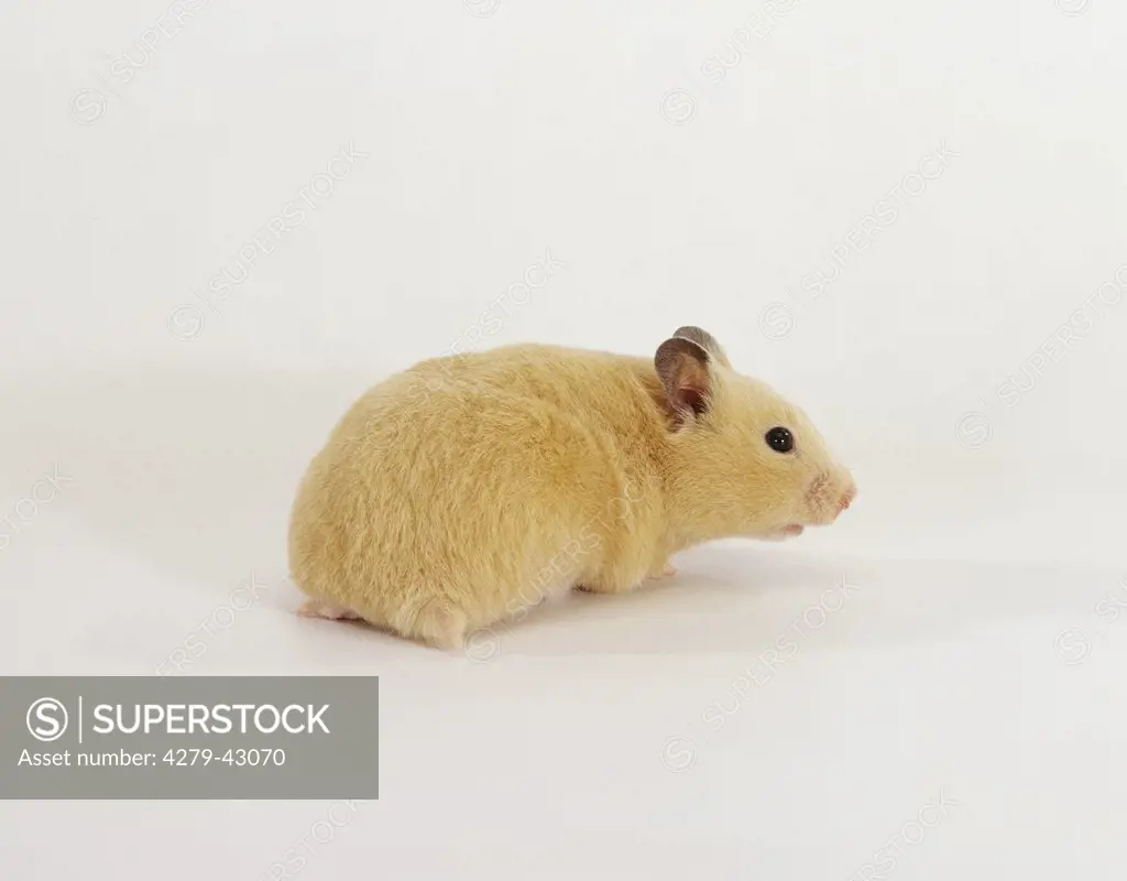 mesocricetus auratus, golden hamster