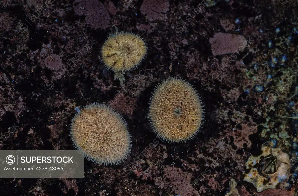 three sea urchin, Echinoidea