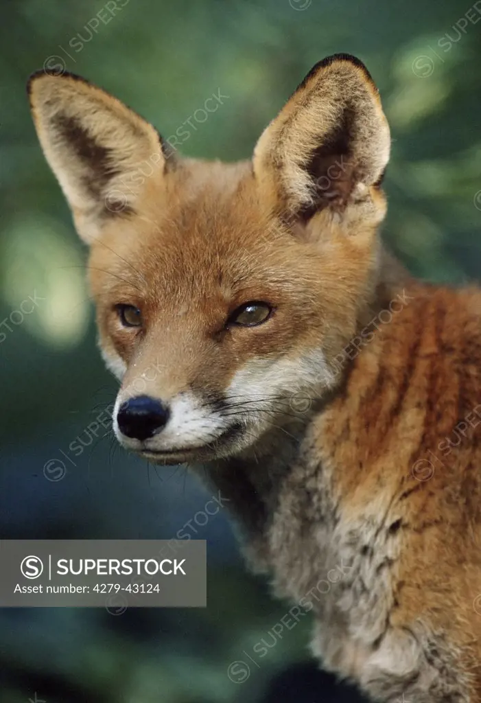 vulpes vulpes, red fox - portrait -