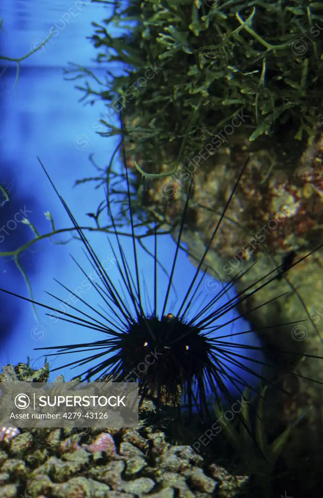 sea urchin, Diadema setosum