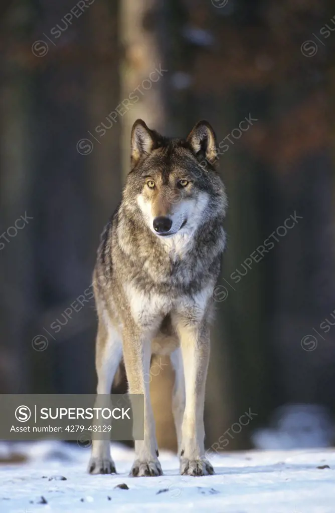 canis lupus, gray wolf