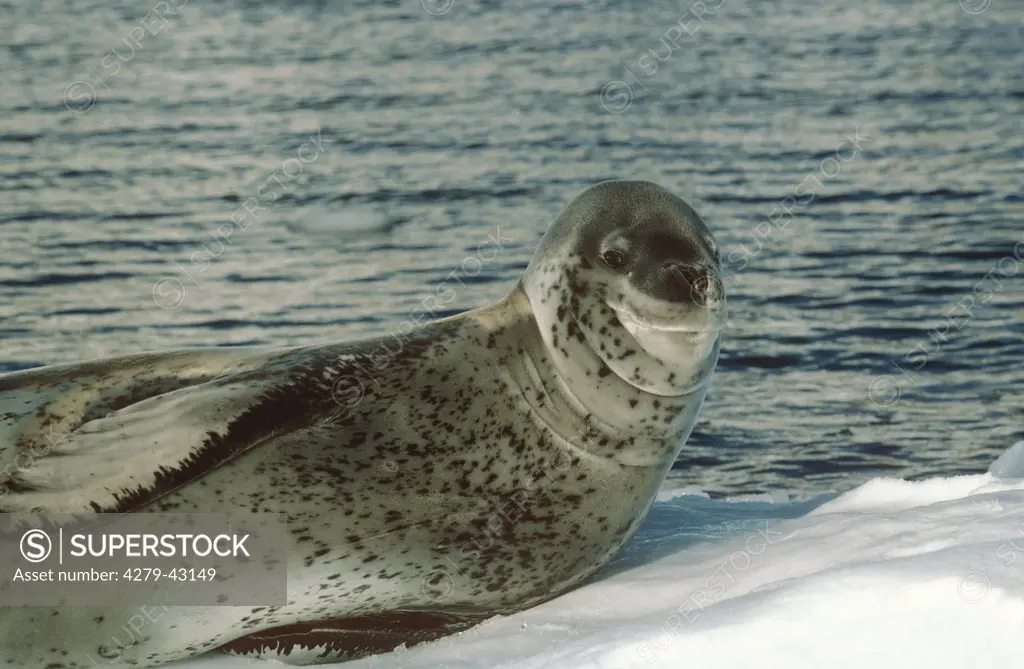 Hydrurga leptonyx, leopard seal