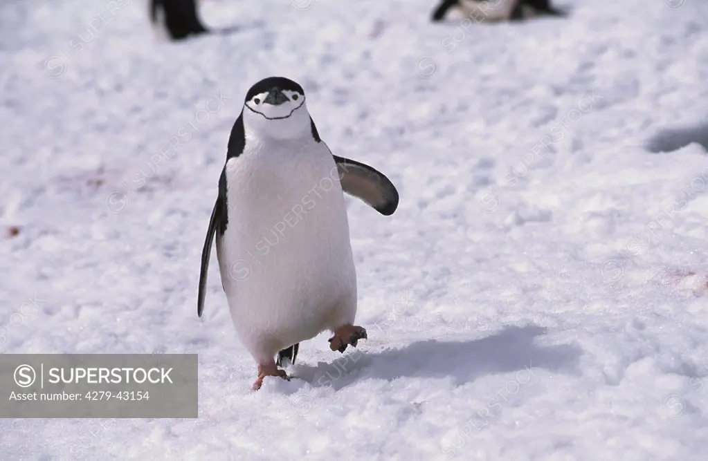 pygoscelis antarctica, bearded penguin
