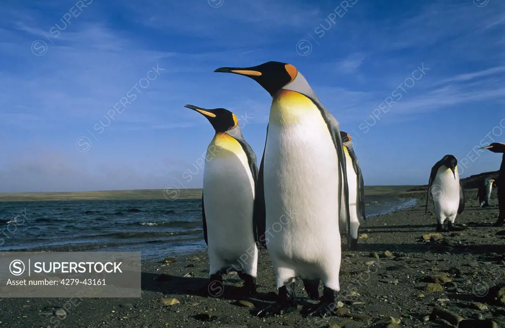 aptenodytes patagonica, king penguin