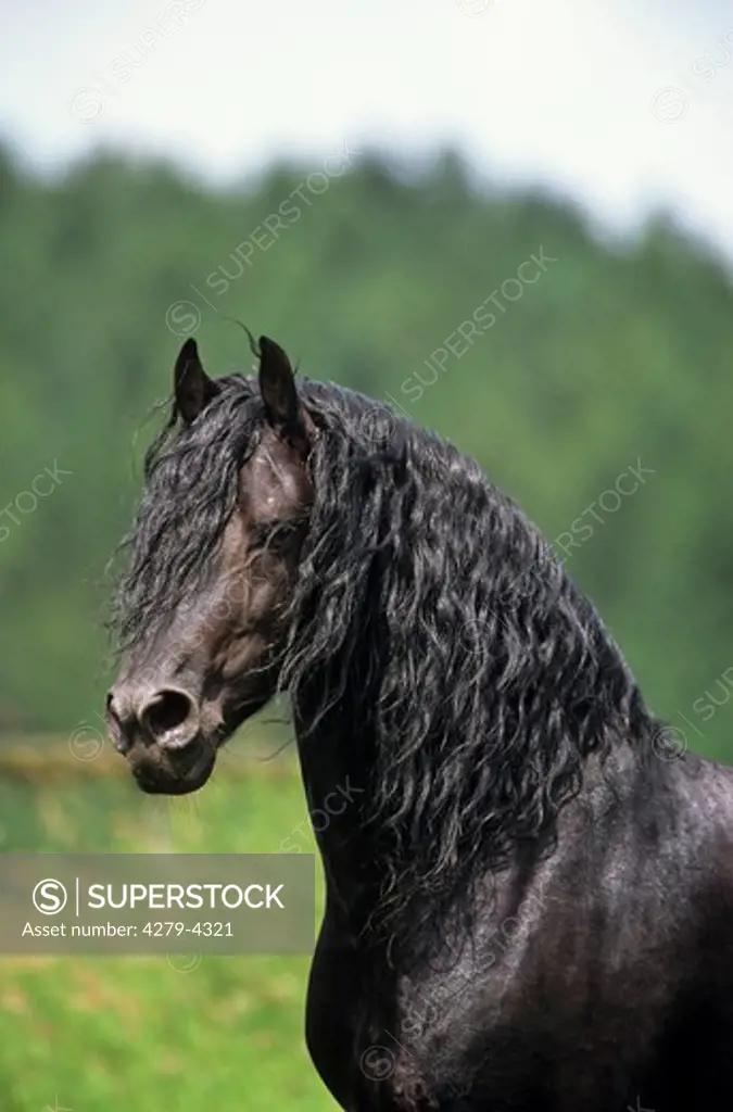 frisian horse