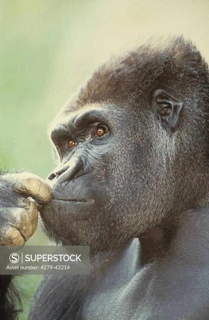 gorilla gorilla gorilla, lowland gorilla